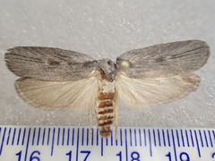 Xyloryctidae