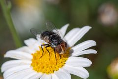 Miltogramma punctata