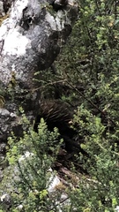 Tachyglossus aculeatus setosus