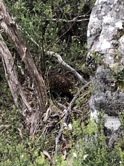 Tachyglossus aculeatus setosus