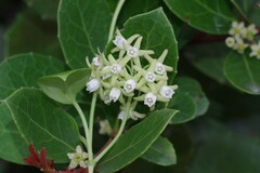 Cynanchum natalitium