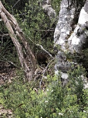 Tachyglossus aculeatus setosus