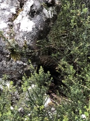 Tachyglossus aculeatus setosus