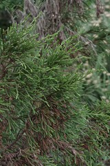 Passerina rigida