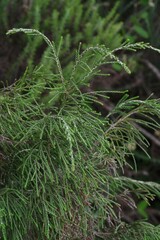 Passerina rigida