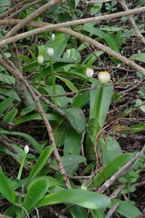 Haemanthus albiflos