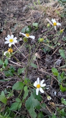 Bidens alba