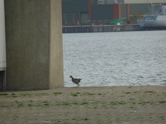 Gallinula chloropus chloropus