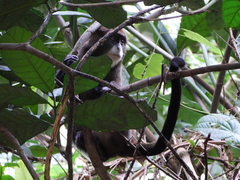 Cercopithecus neglectus