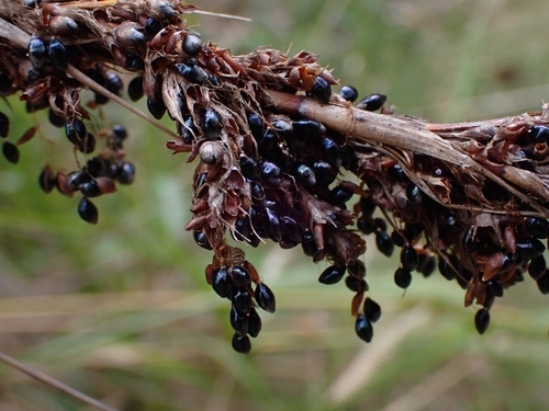 Gahnia melanocarpa R.Br.