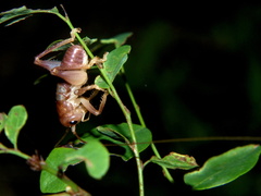 Niphetogryllacris submutica