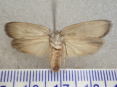 Xyloryctidae
