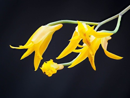 Bifrenaria aureofulva