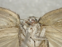 Xyloryctidae