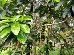 Barringtonia calyptrata