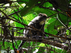 Cercopithecus neglectus