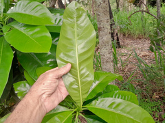 Barringtonia calyptrata