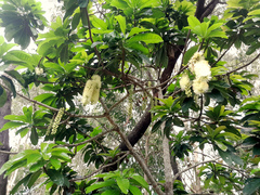 Barringtonia calyptrata