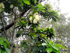 Barringtonia calyptrata