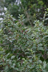 Rhamnus prinoides