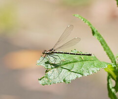 Austroargiolestes calcaris