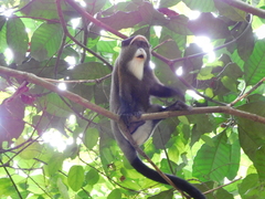 Cercopithecus neglectus