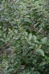 Rhamnus prinoides