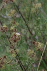 Berkheya bipinnatifida