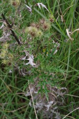 Berkheya bipinnatifida