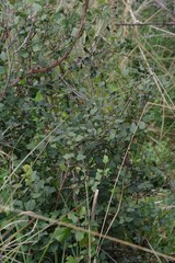Halleria lucida