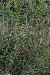 Halleria lucida