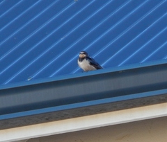 Hirundo rustica rustica