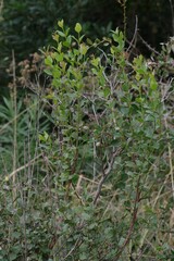 Halleria lucida