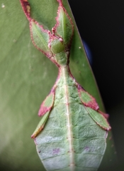 Cryptophyllium chrisangi