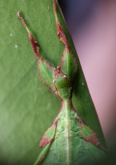 Cryptophyllium chrisangi