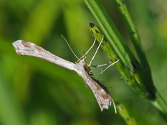 Platyptilia