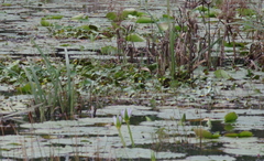 Nymphoides thunbergiana