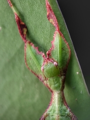Cryptophyllium chrisangi