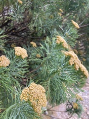 Hymenolepis