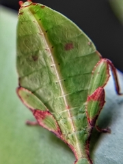 Cryptophyllium chrisangi