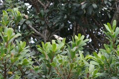 Cymothoe alcimeda trimeni