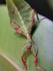 Cryptophyllium chrisangi