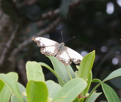 Cymothoe alcimeda trimeni