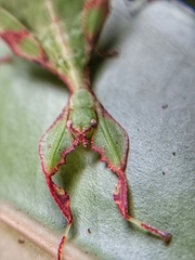 Cryptophyllium chrisangi