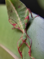 Cryptophyllium chrisangi