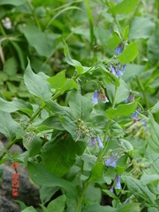 Mertensia paniculata