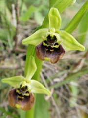 Ophrys bornmuelleri