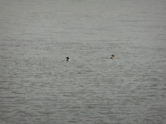 Mergus merganser merganser