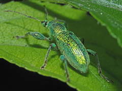 Phyllobius arborator