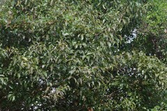 Searsia chirindensis